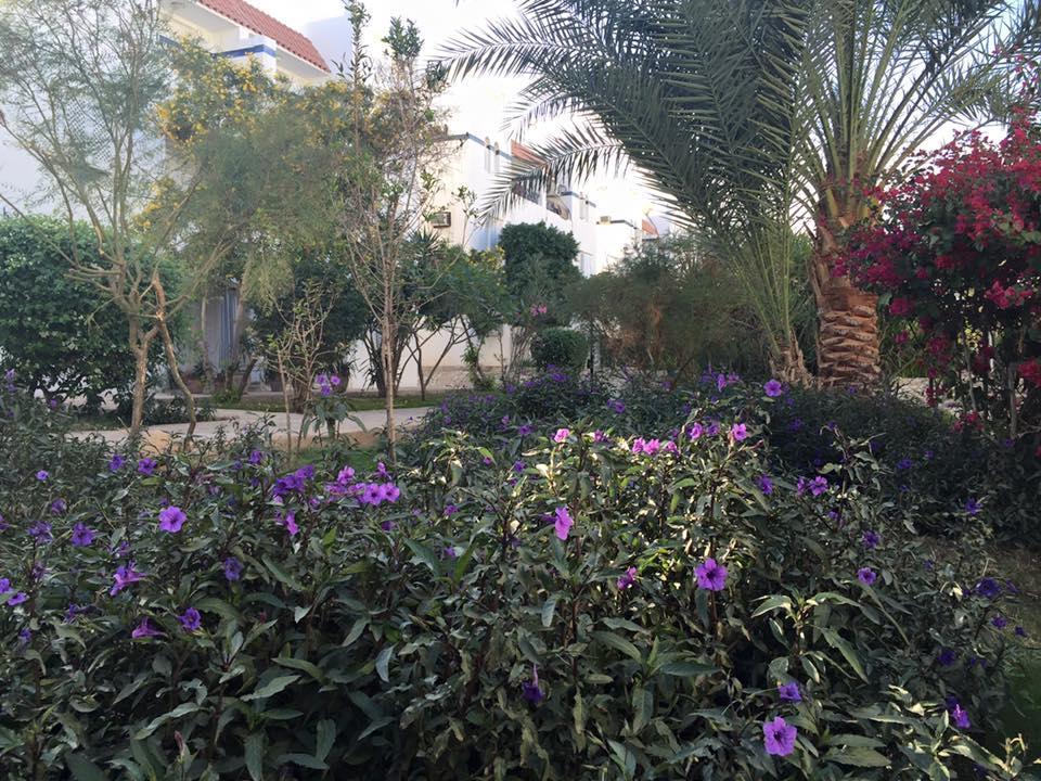 Riviera Sharm Resort المظهر الخارجي الصورة
